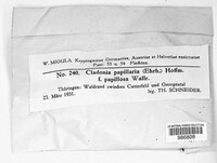 Pycnothelia papillaria image